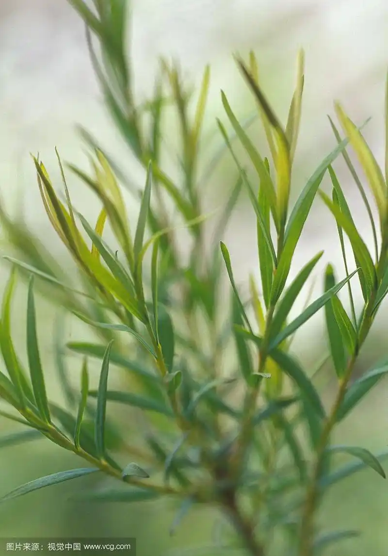 teatree,白千层属灌木alternifolia.