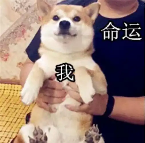 偶尔形容这件事情狗血,令人窒息,最近日子不好过,还有狗头保命之列