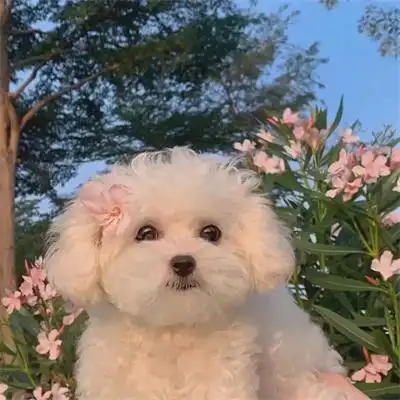 超治愈很可爱的金毛秋田狗狗头像 很适合用作微信头像的萌宠图片_动物