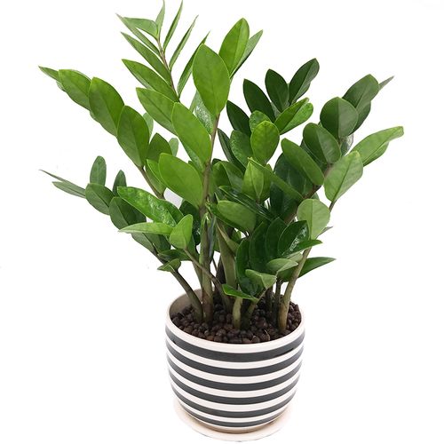 金钱树摇钱树室内客厅大绿植盆栽盆景花卉吸甲醛观叶招财