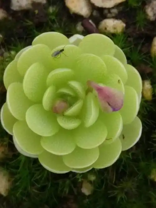 捕虫堇叶子为什么烂了