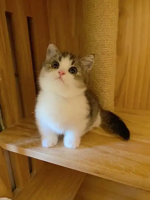 金加白曼基康矮脚猫