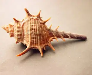 刺螺 女巫骨螺 天然海星贝壳海螺/鱼缸/地台/地中海家居 6-10cm