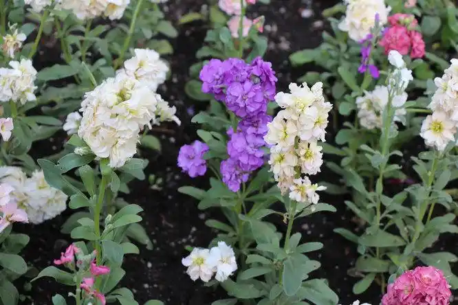 十字花科紫罗兰matthiolaincana