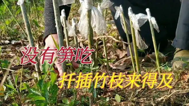 想吃竹笋,移栽竹鞭扦插竹枝也行,近40天的实验结果是真的-三农视频