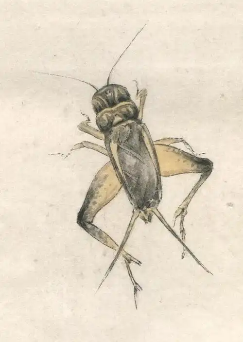 教程李晓明画草虫蟋蟀设色技法含详细文字解析