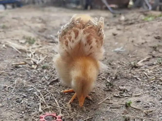 十多天没见小家伙还是那么黏人#小鸡  #可爱的小鸡笔记评论3231