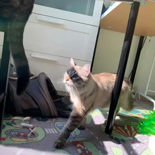 咖喱王子伯曼猫