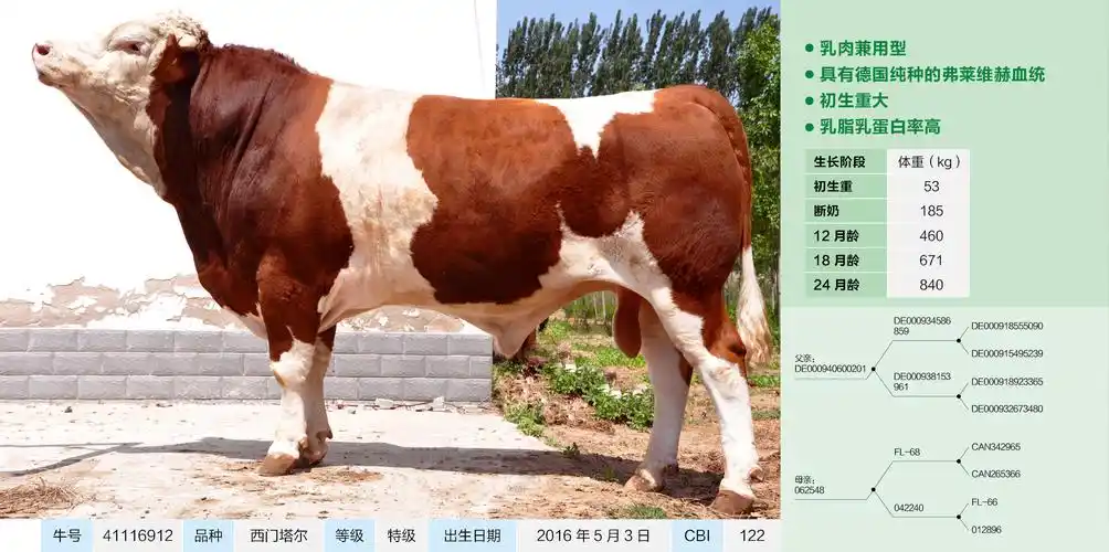 鼎元种牛 鼎元生物 河南鼎元 乳肉兼用西门塔尔_鼎元生物