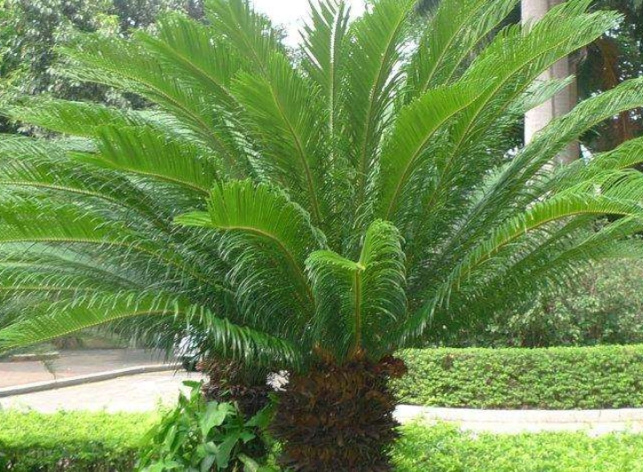 重庆开州最大的铁树,高3米树龄达400年,位于一所学校内