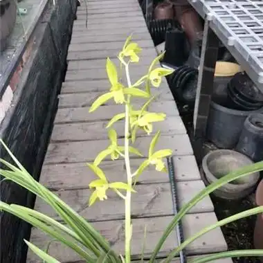 翠定荷素21110101不寄养