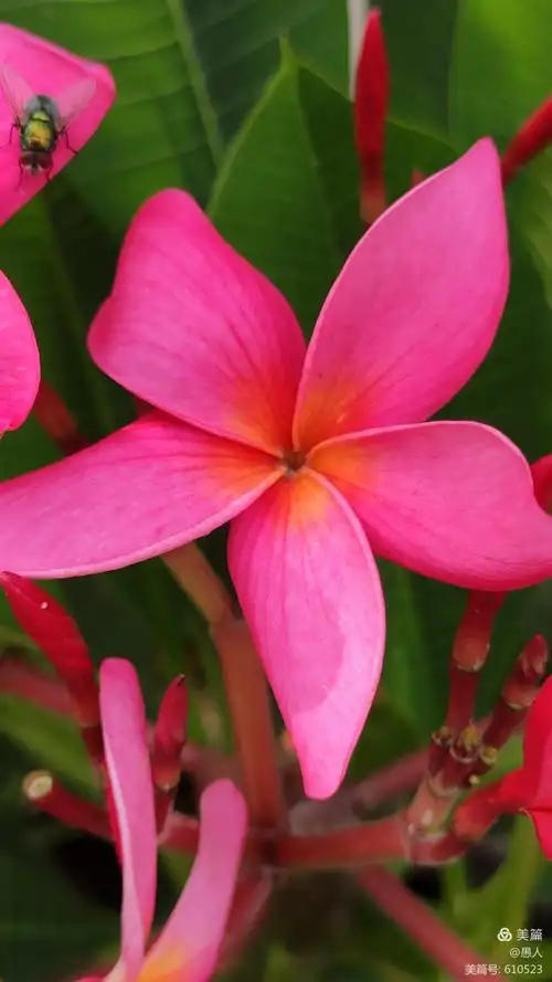 手机随拍 红色《鸡蛋花》