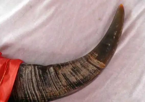 牛角功效与作用及禁忌 牛角药用价值