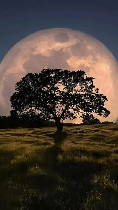 唯美夜晚圆月风光