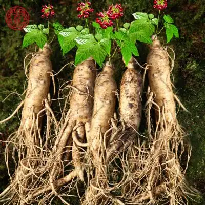 长白山新鲜人参 小鲜参小人参一元参 新鲜带土 煲汤料 满18元包邮