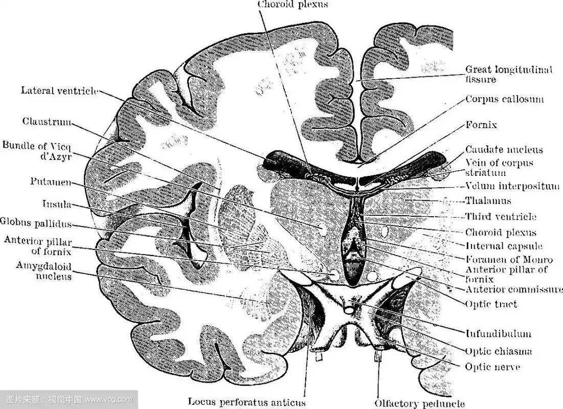 通过大脑的冠状切片
