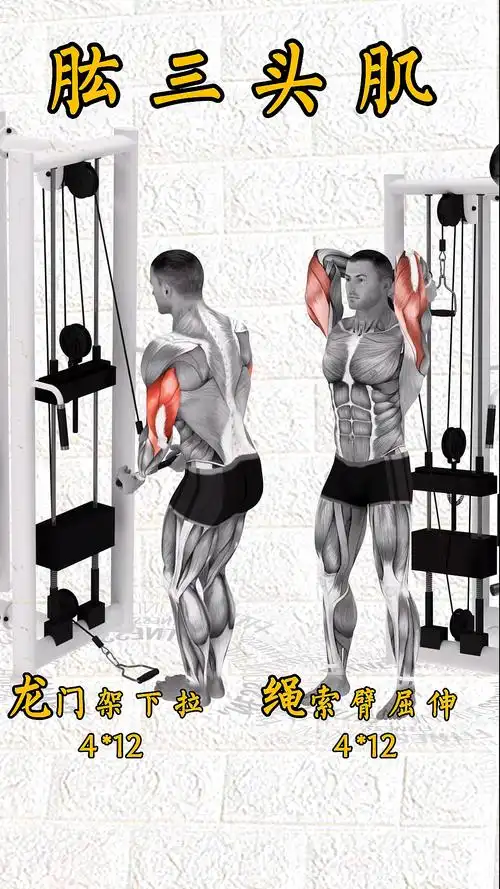 健身#麒麟臂之肱三头肌训练教程