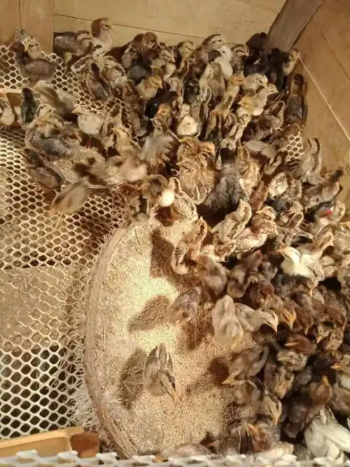 土鸡苗,鸡苗,七彩山鸡苗