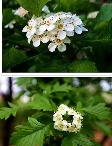 如图所示,大街绿化树木,开白花.求花的名字!