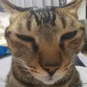 猫咪发腮前后▲▼