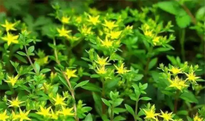 他们而言,这些并不起眼,然而其实有一些植物还是有用的,比如车前草