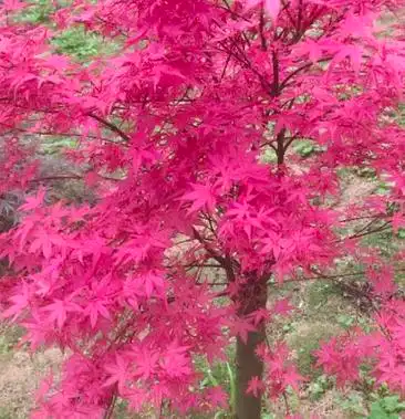 红枫红小袖是枫树中的新品种叶子漂亮红的时间长袋苗地苗