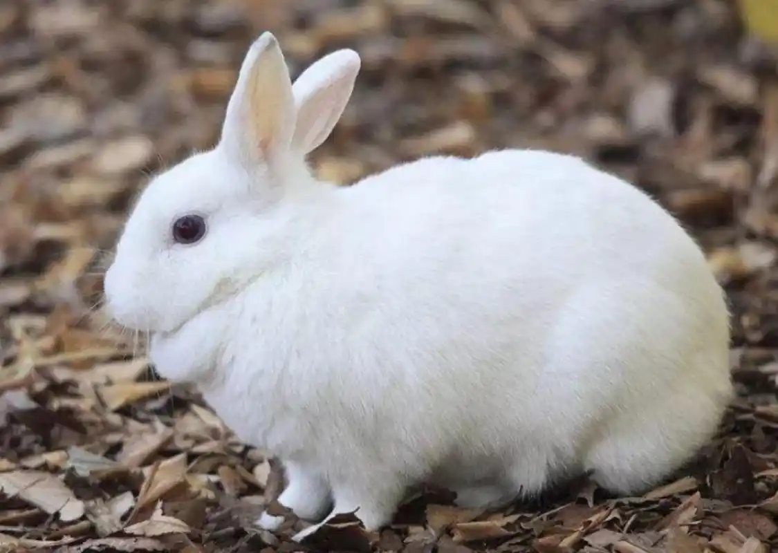 兔子有声带吗?兔子能够发出什么样的声音呢?