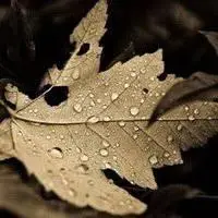 秋天落叶高清微信头像【点击鼠标右键下载】