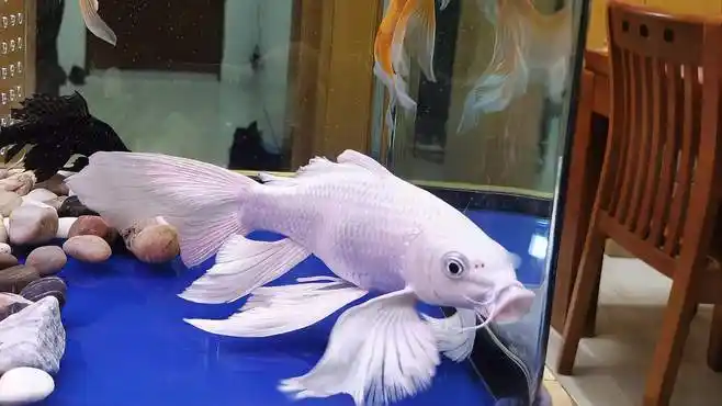 惠姐养的两条白色鱼,到底是白金龙凤锦还是蝴蝶鲤,该怎么区别?