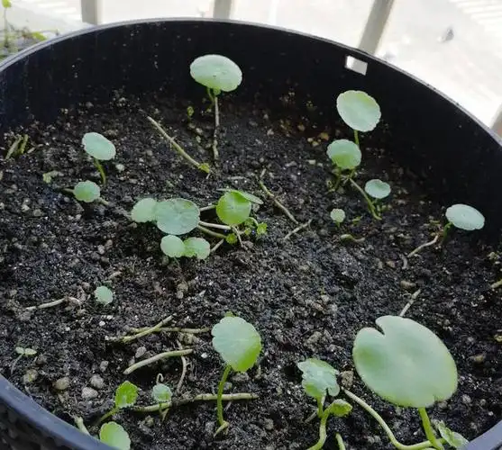 铜钱草最皮实,春天"剃光头"撕成片,撒盆里就发芽,1盆变10盆