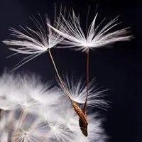 灰暗伤感蒲公英头像图片唯美【点击鼠标右键下载】