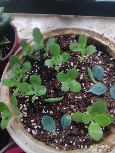 落地生根真好养!一棵一年就可以繁殖200多棵!