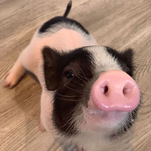 蝶贡宠物猪 长不大超小宿舍好养小香猪可爱粘人黑背粉色懒人宠物可爱