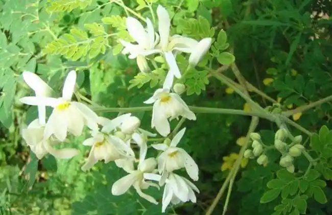 辣木的食用方法