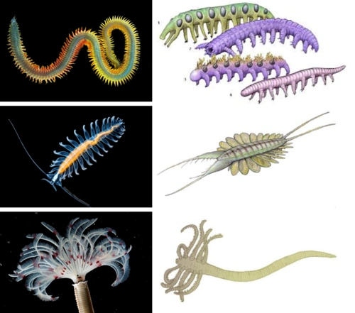 文章列表 文章详情 多毛纲环节动物和叶足动物(尤其是异虫类)有着奇妙