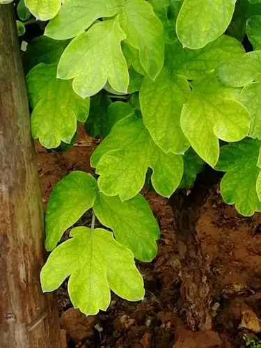 唯有牡丹真国色,花开时节动京城