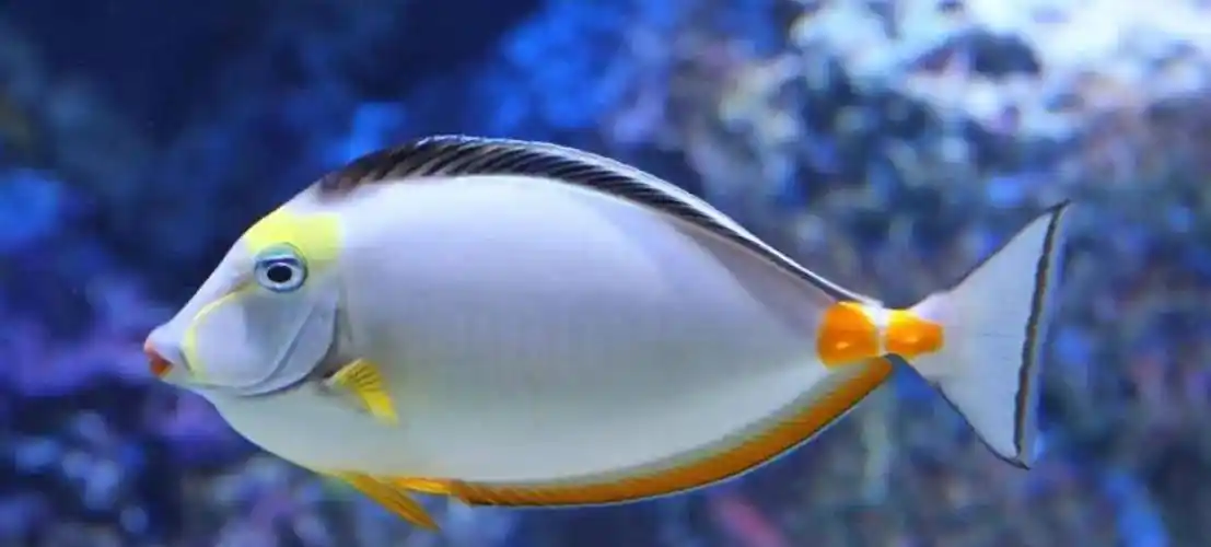 鱼睡觉的方式有哪些?_时候_状态_泡泡