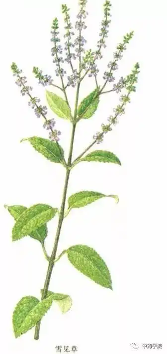 国药文化雪见草