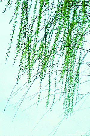 300_450竖版 竖屏gif 动态图 动图