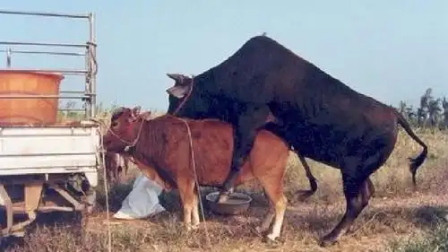 奇葩节日,印度的公牛配种节,大黑牛拉都拉不回家,让人看呆了!