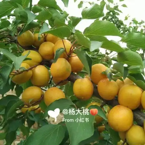 珍珠油杏有没有爱吃杏的宝子