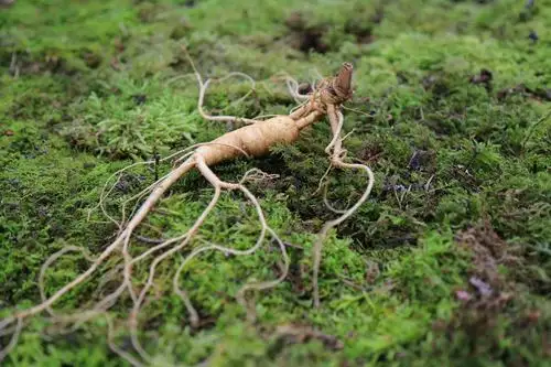 参仙源吃人参能治疗糖尿病是真的吗