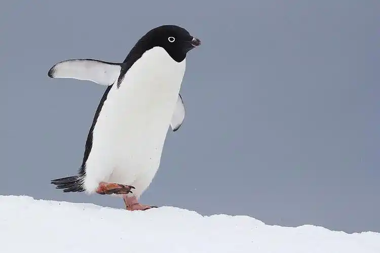 世界上最可爱的鸟类