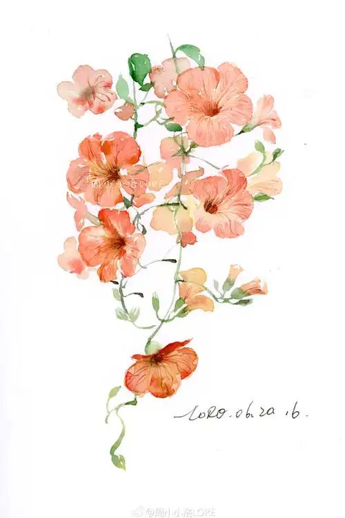 水彩花卉作者周小小洛