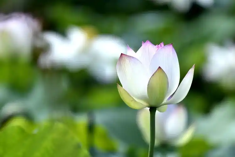 净化灵魂的荷花.