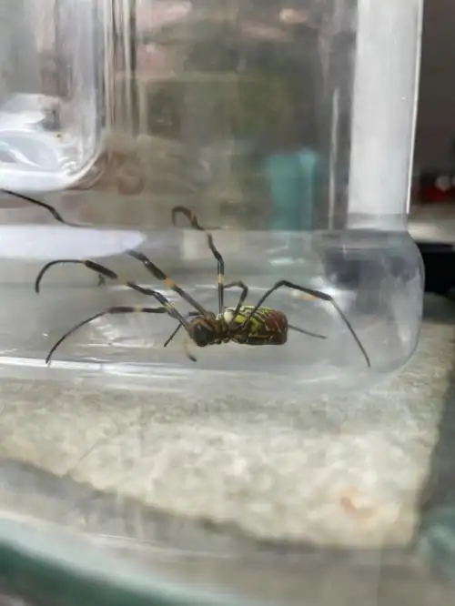 贼大的蜘蛛有毒吗