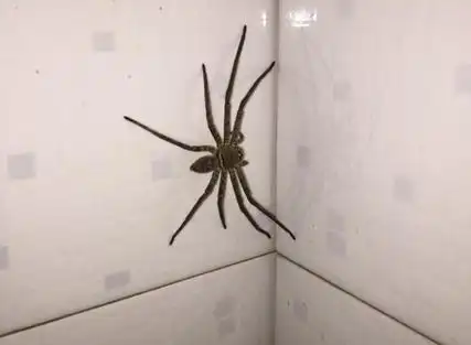 家里有大蜘蛛是吉是凶