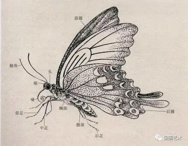 蝶的结构↓↓↓↓本素材摘录自《画蝶图谱》,刘金保绘,天津杨柳青画社