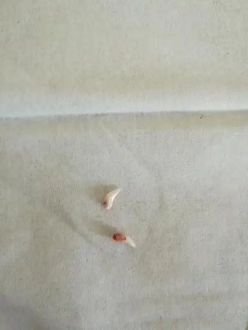 猫的小乳牙是怎么变成大虎牙的