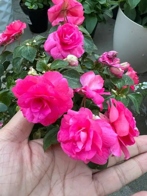 重瓣非洲凤仙花是真的花中仙女吧